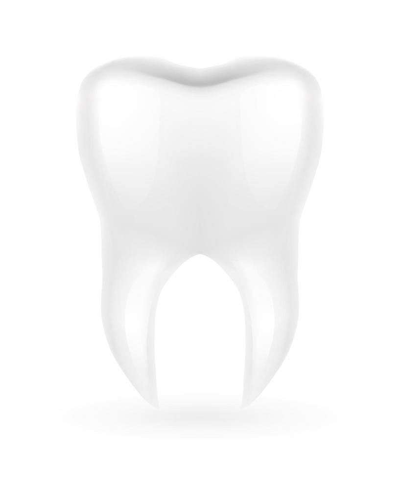 illustration de vecteur de modèle de dent de racine humaine isolée sur fond blanc