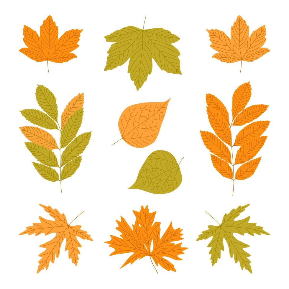 ensemble de feuilles d'automne. silhouettes d'automne colorées, érable frêne bouleau jaune orange feuillage vert foncé. éléments de feuillage de la nature forestière. illustration vectorielle de saison. vecteur