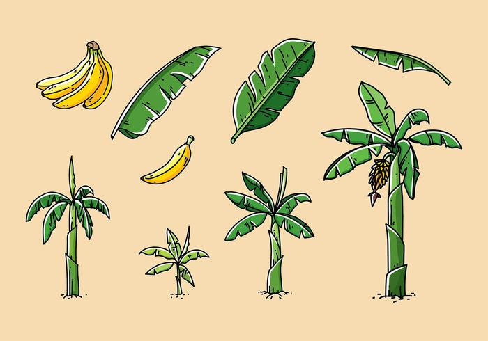 Vecteur dessiné à la main à l'arbre à la banane