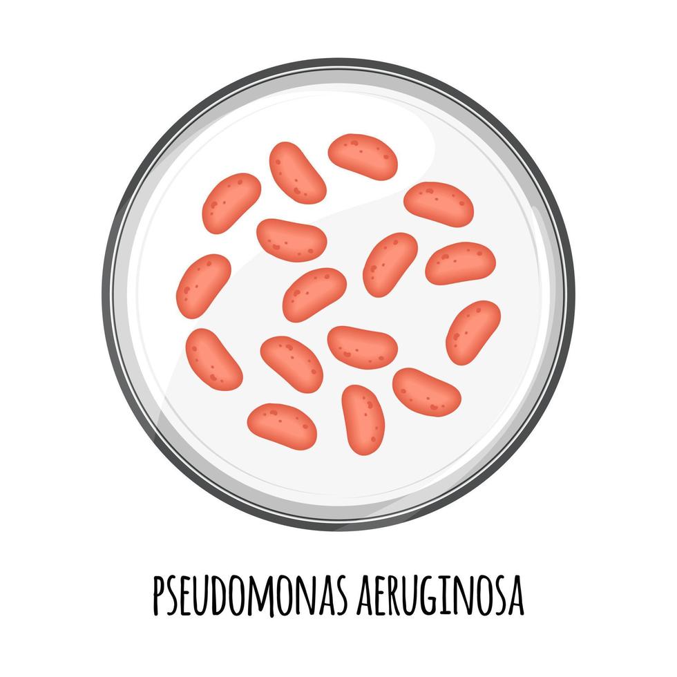 le microbiome humain de pseudomonas aeruginosa dans une boîte de Pétri. image vectorielle. bifidobactéries, lactobacilles. bactéries lactiques. illustration dans un style plat. vecteur