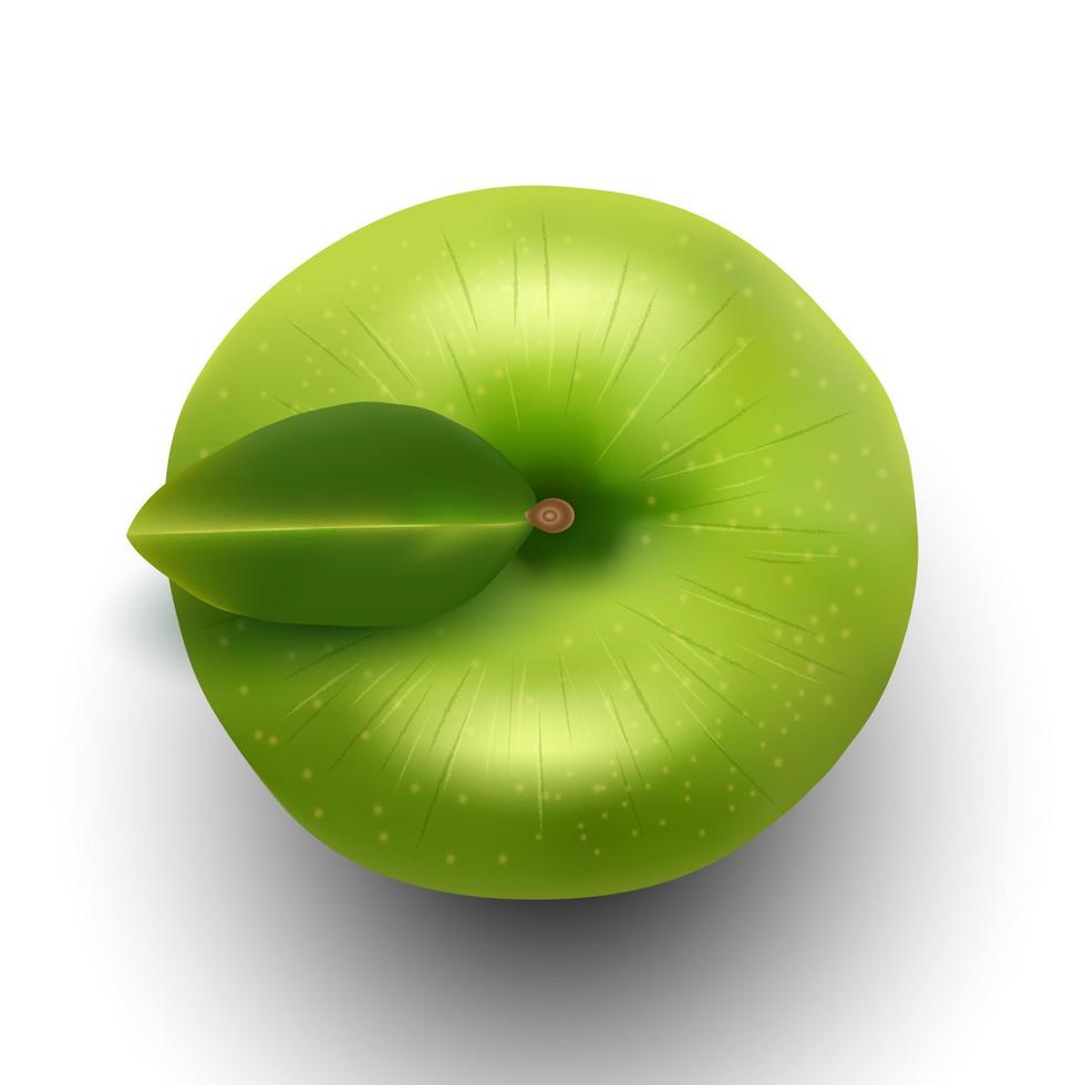 illustration vectorielle de pomme verte vue de dessus vecteur
