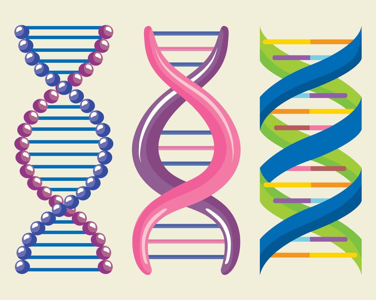 ADN trois molécules vecteur