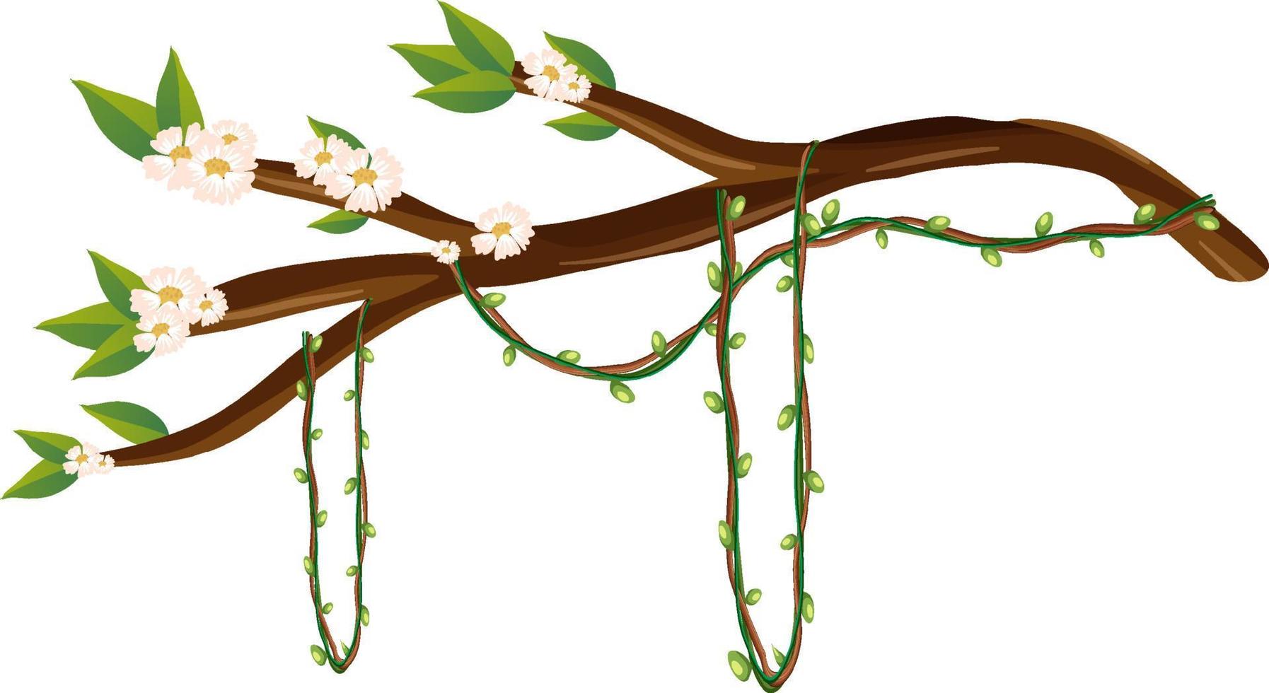 branche de fleur de cerisier isolée vecteur