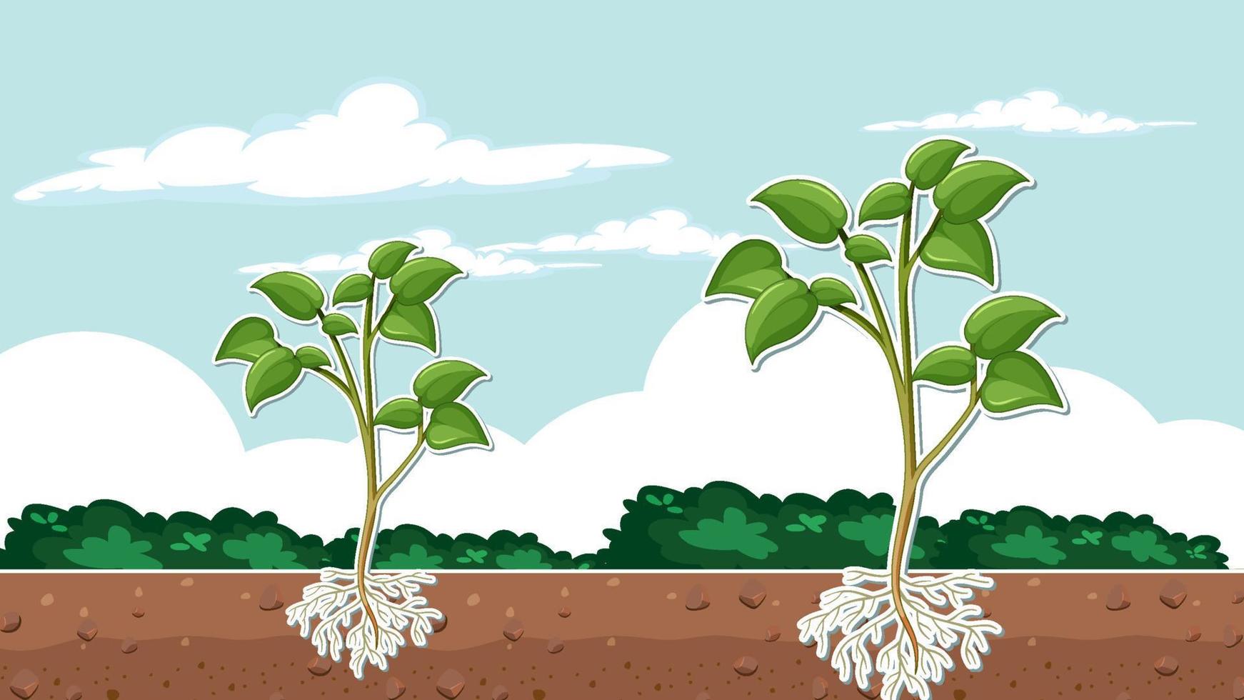 plante montrant des racines dans la conception de vignettes de sol vecteur