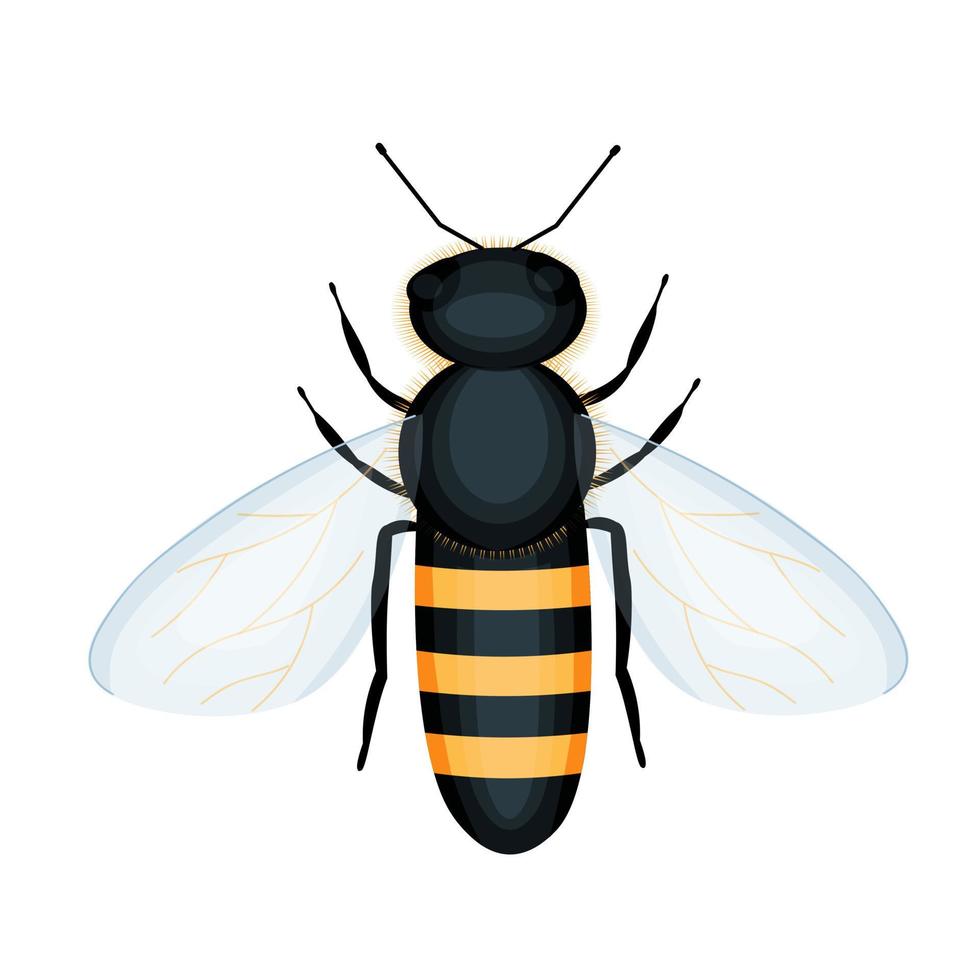 insecte abeille dans un style réaliste vecteur