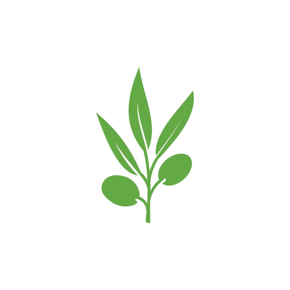 illustration d'icône logo olive. vecteur d'icône d'olive. signe plat de branche d'olivier. pictogramme solide d'olive. illustration de logo olive. illustration vectorielle