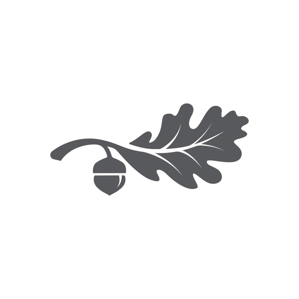 feuille de chêne avec icône de glands. modèle de conception de logo de feuille de chêne. feuille de chêne avec vecteur graphique de glands. illustration vectorielle