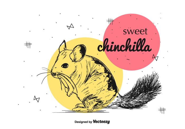 Vecteur de chinchilla sucré