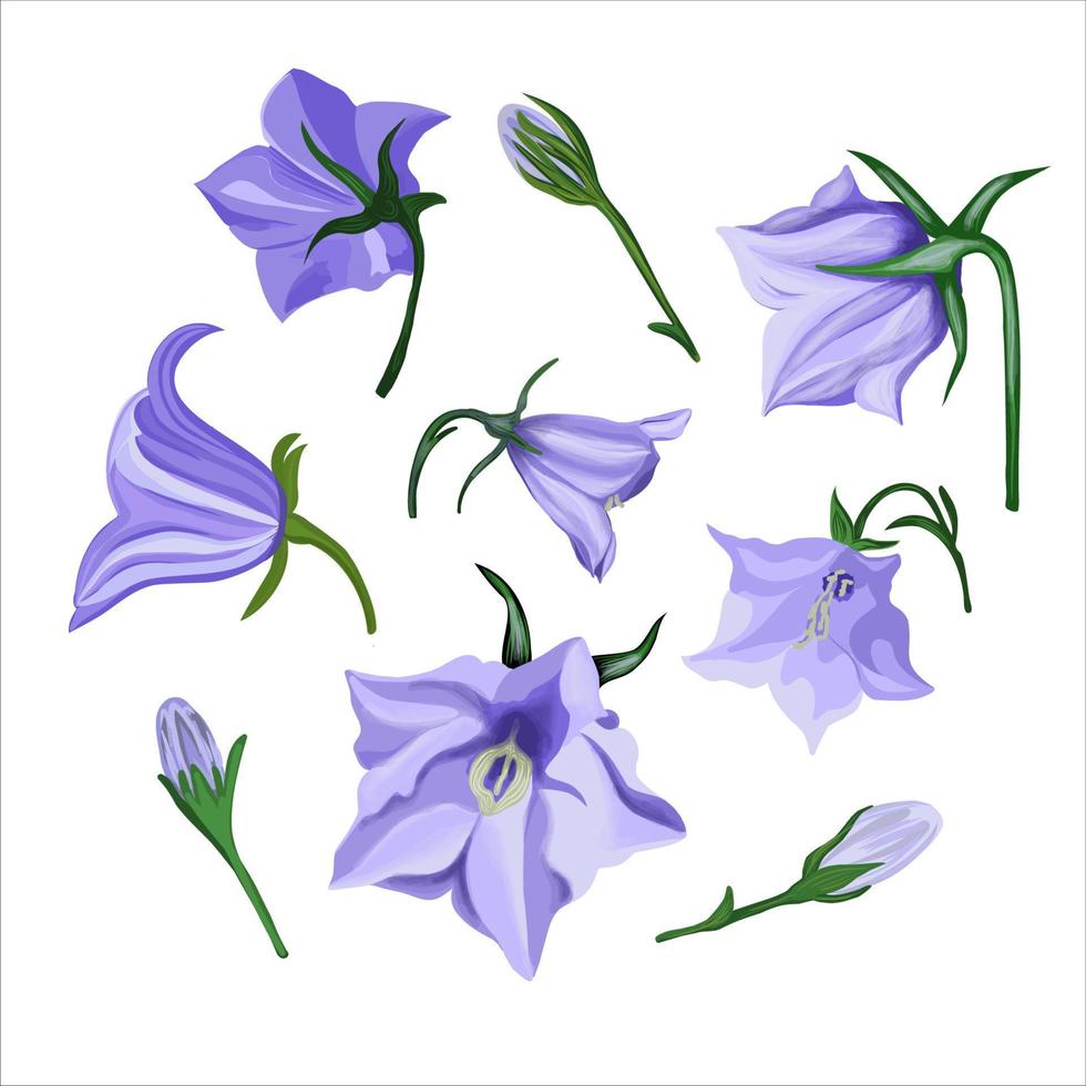 fleurs de cloche bleues. fleurs bleues isolées sur fond blanc. illustration vectorielle. vecteur