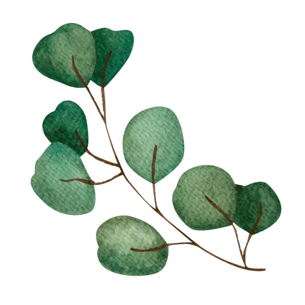 brindilles et feuilles vertes. illustration aquarelle vecteur