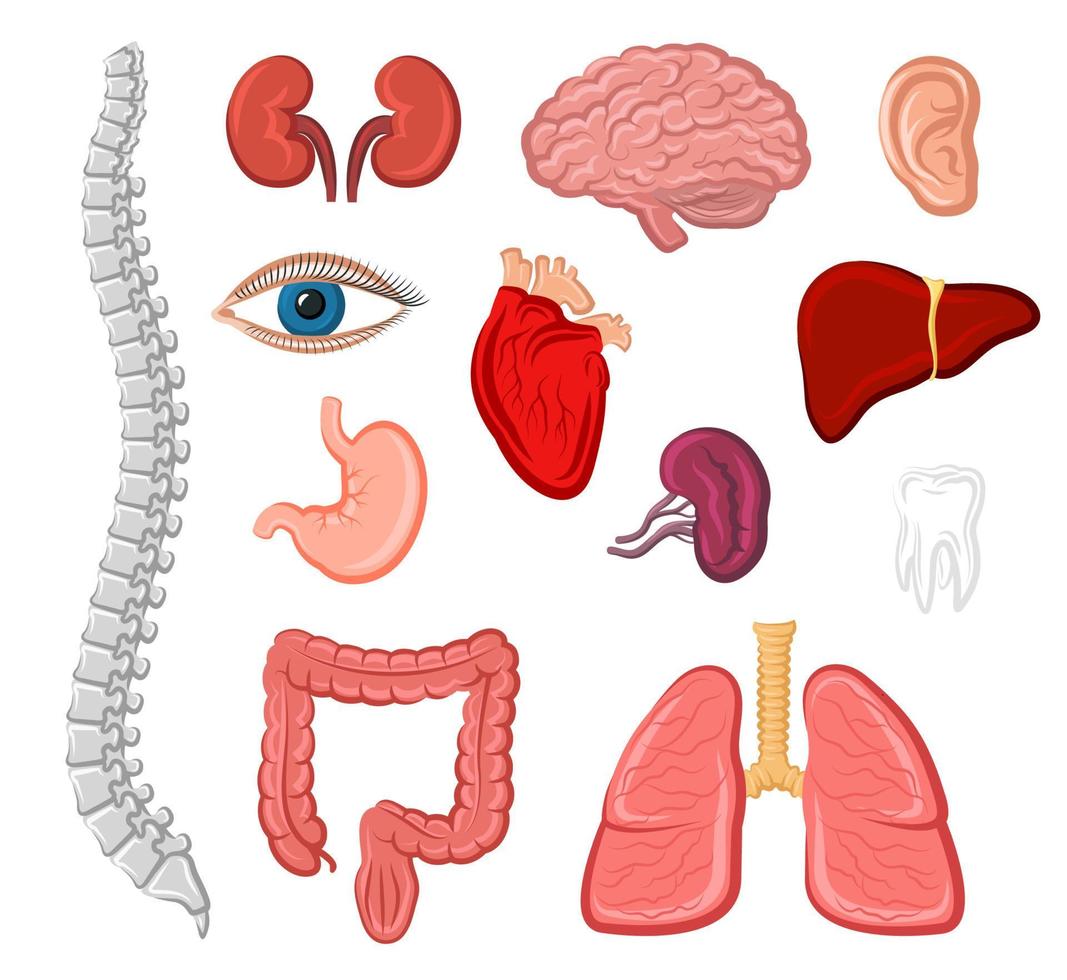 ensemble d'icônes isolées d'organes humains pour la conception de l'anatomie vecteur