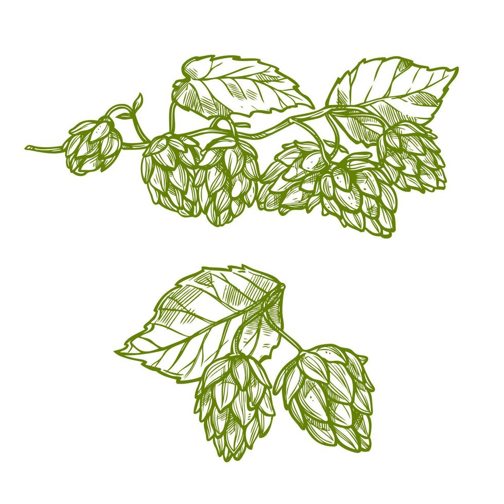 croquis de plante de houblon pour la conception d'aliments et de boissons vecteur