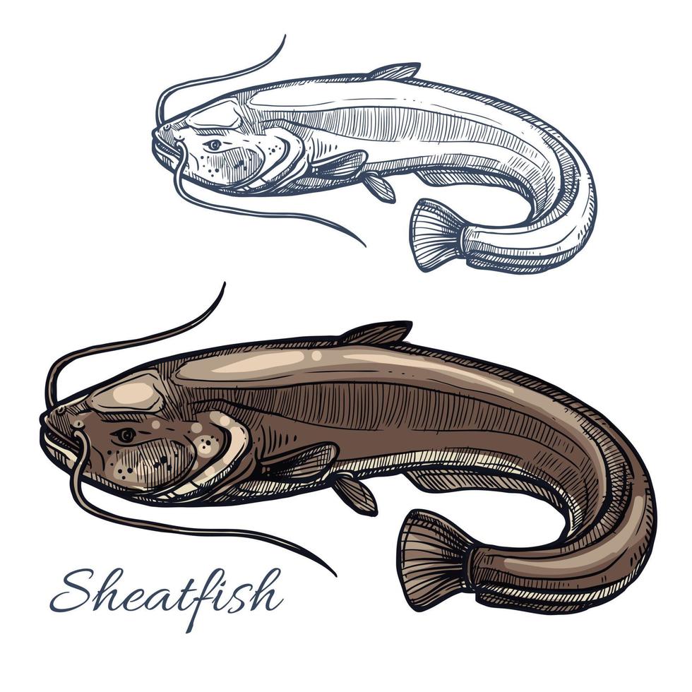 croquis de silure ou de poisson-chat pour la conception d'aliments vecteur