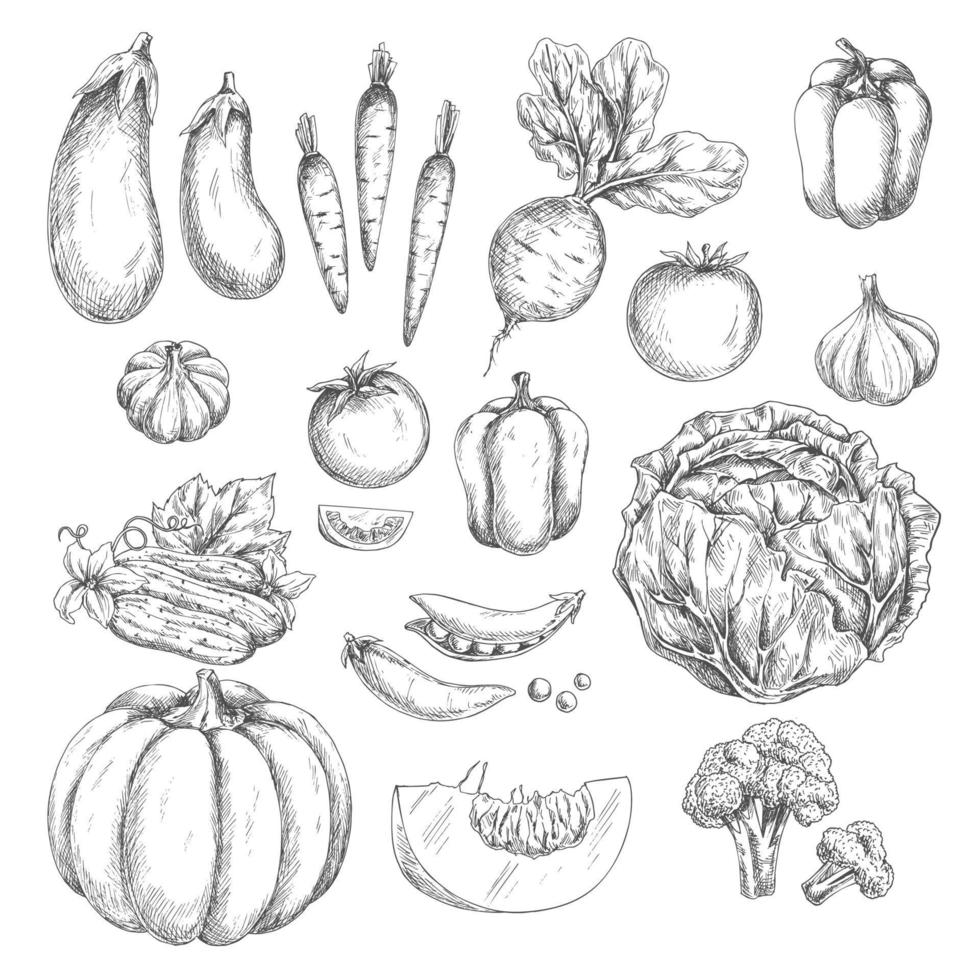 légumes croquis vecteur icônes isolées