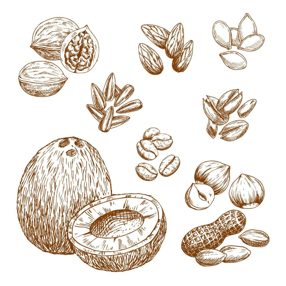 icônes vectorielles de croquis de noix, de céréales et de graines vecteur