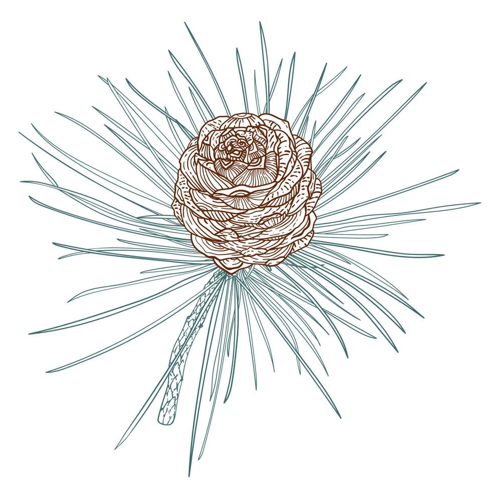 branche de cèdre dessin au trait avec cône vecteur