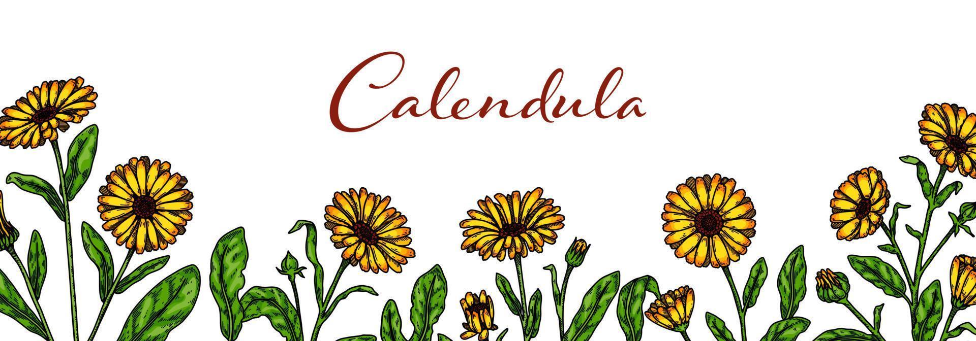 fond horizontal de calendula avec des éléments dessinés à la main. illustration vectorielle dans un style de croquis coloré. conception d'emballage vintage vecteur