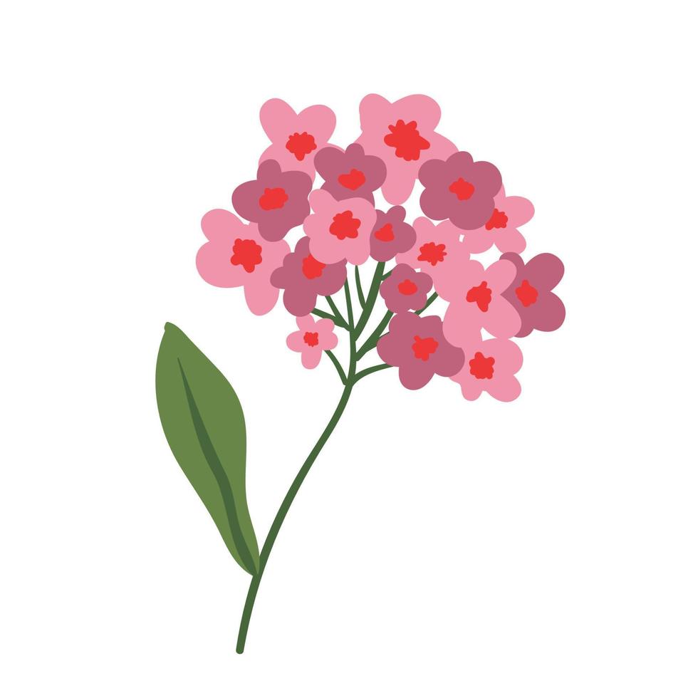 hortensia aux grappes de fleurs luxuriantes. plante de jardin fleurie fleurie. magnifiques fleurs d'hortensia isolées sur blanc. illustration vectorielle plane. vecteur