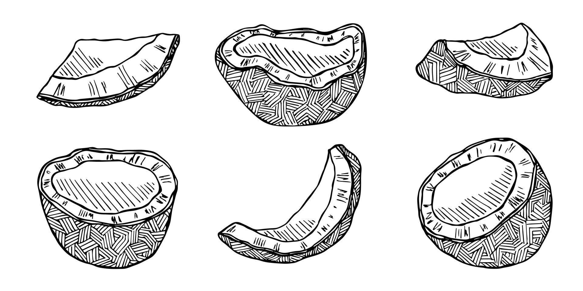 ensemble de cliparts de noix de coco. icône de noix dessinée à la main. illustration tropicale. pour l'impression, le web, le design, la décoration vecteur