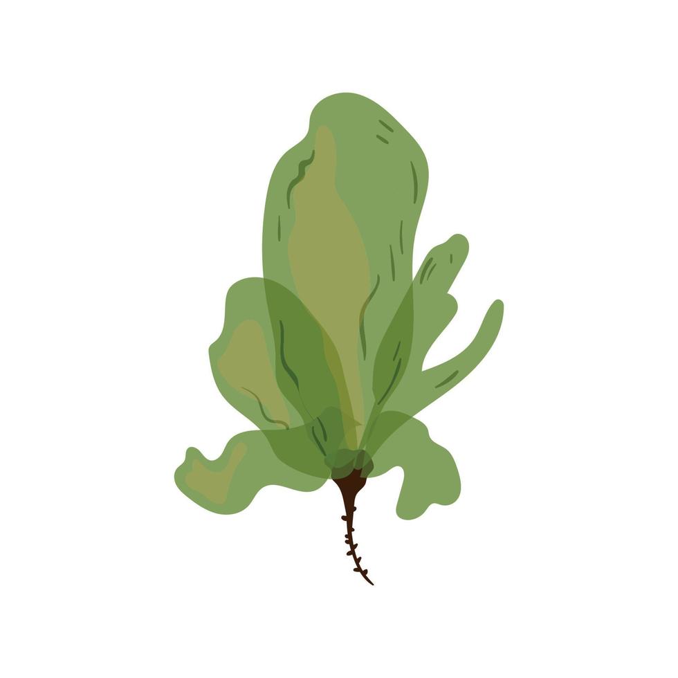 illustration vectorielle d'algues vecteur