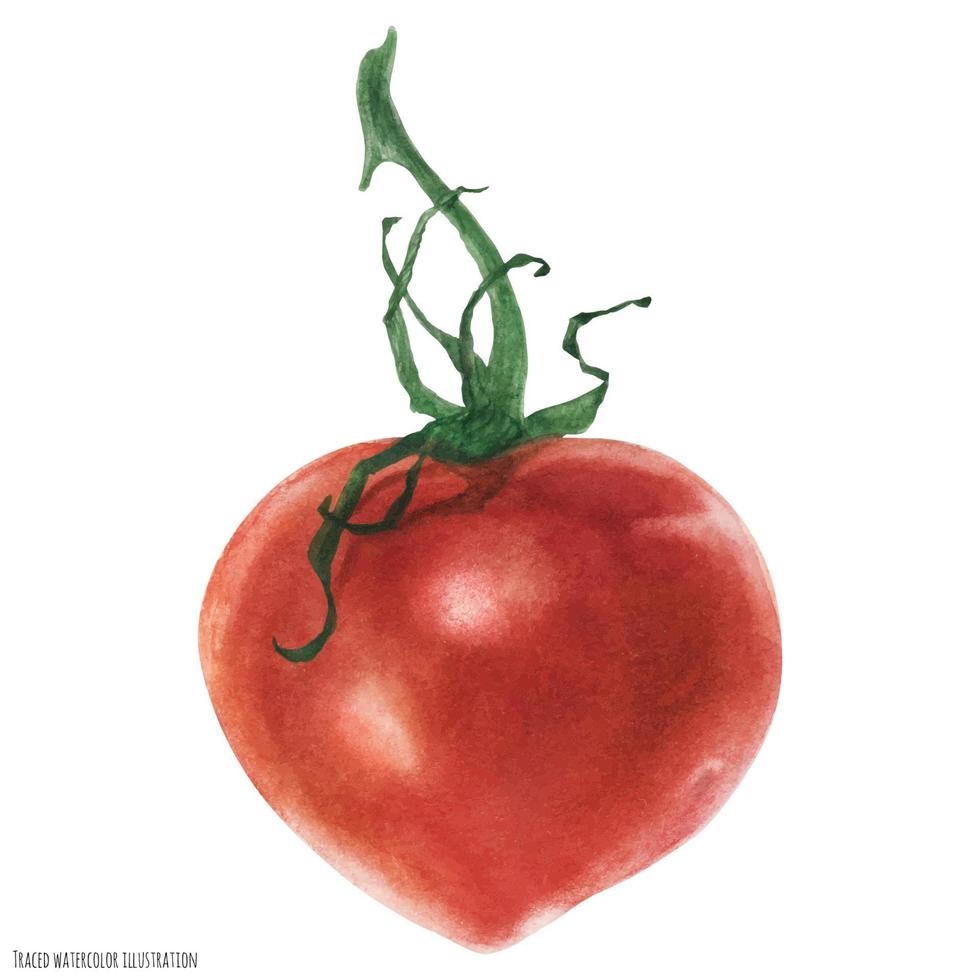 tomate rouge en forme de coeur, aquarelle vecteur