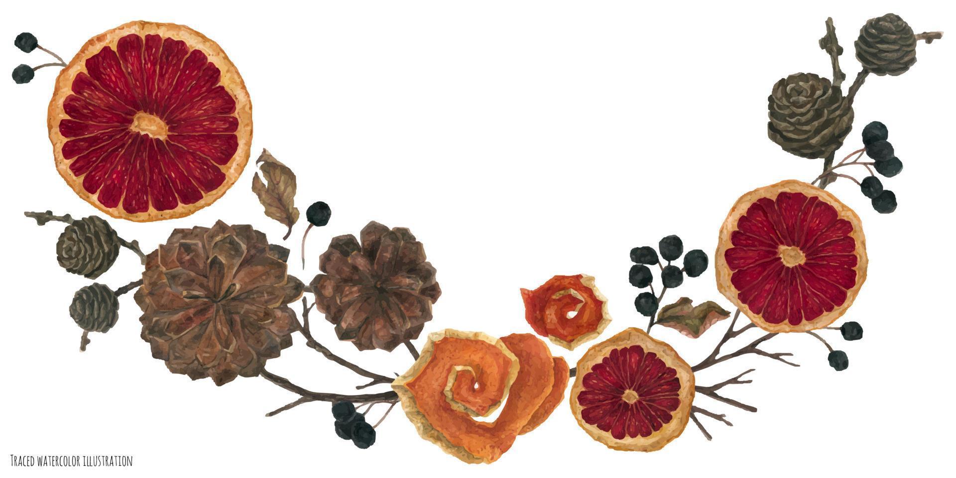 vignette de noël avec des oranges séchées et des plantes d'hiver vecteur