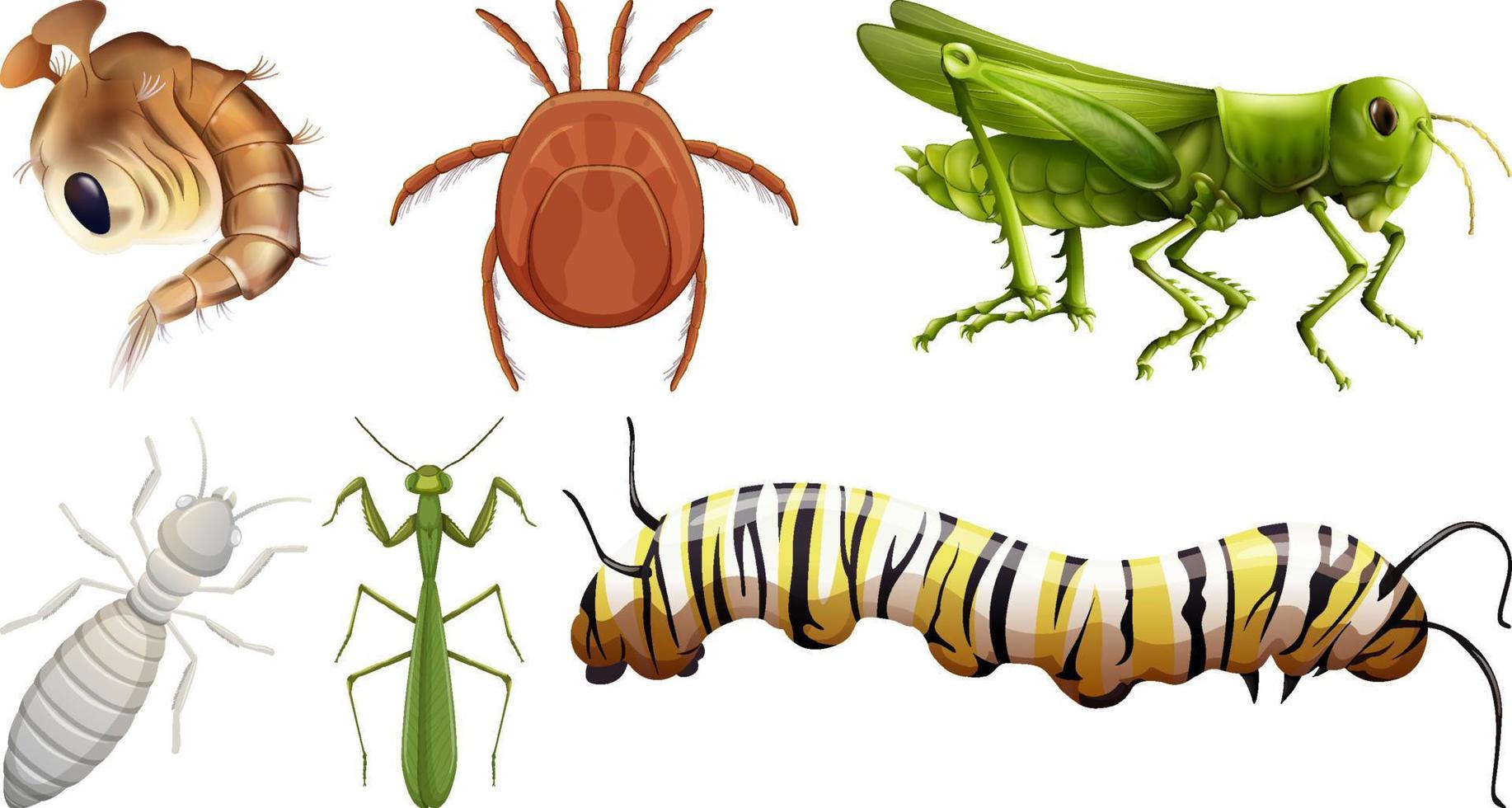 ensemble de différents types d'insectes vecteur