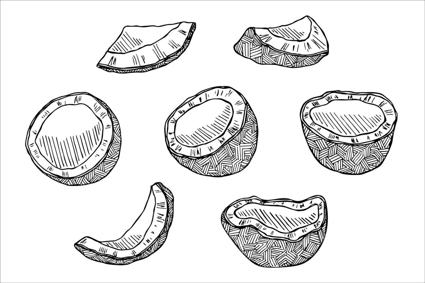 ensemble de cliparts de noix de coco. icône de noix dessinée à la main. illustration tropicale. pour l'impression, le web, le design, la décoration vecteur