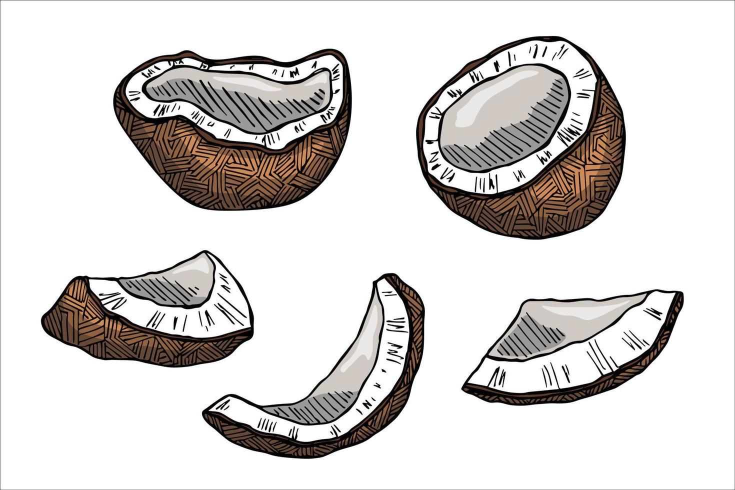 ensemble de cliparts de noix de coco. icône de noix dessinée à la main. illustration tropicale. pour l'impression, le web, le design, la décoration vecteur