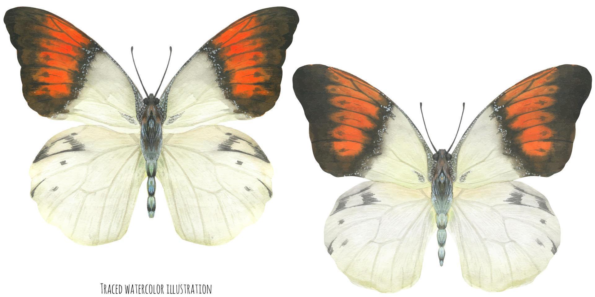 papillons hebomoia aquarelles vecteur