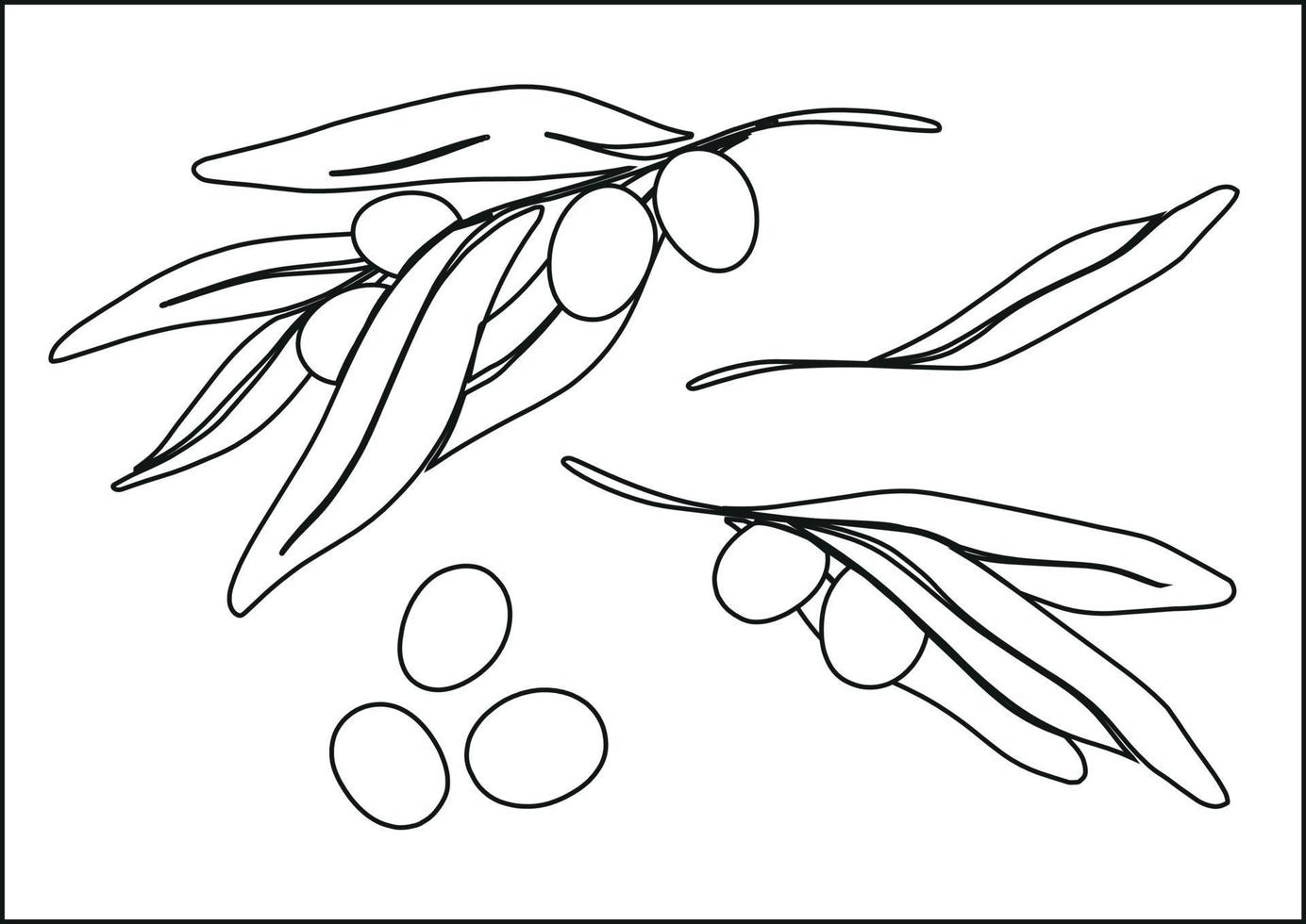 branches d'oliviers aux olives mûres. illustration en noir et blanc. dessin botanique de style linéaire. éléments séparés sur un fond blanc. vecteur