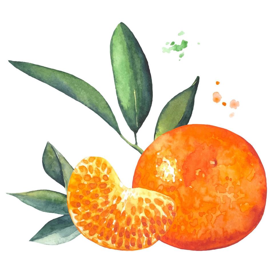 mandarine mûre et tranche de mandarine, illustration aquarelle vecteur