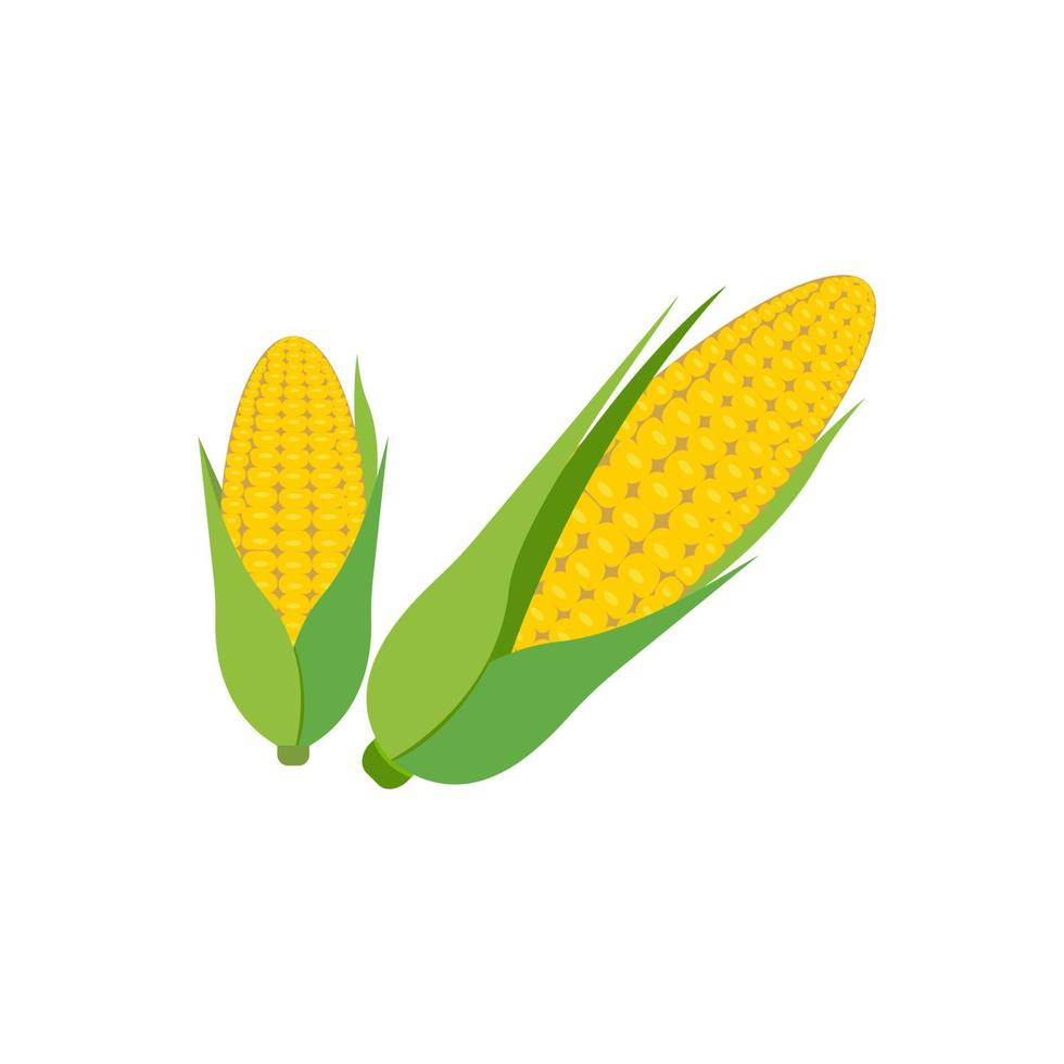 conception d'icône de vecteur de maïs de l'agriculture
