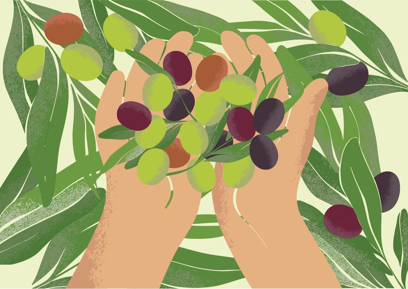 mains tenant une poignée d'olives mûres. récolte dans une ferme locale. dessin botanique dans un style moderne. des verts frais pour une conception écologique. vecteur