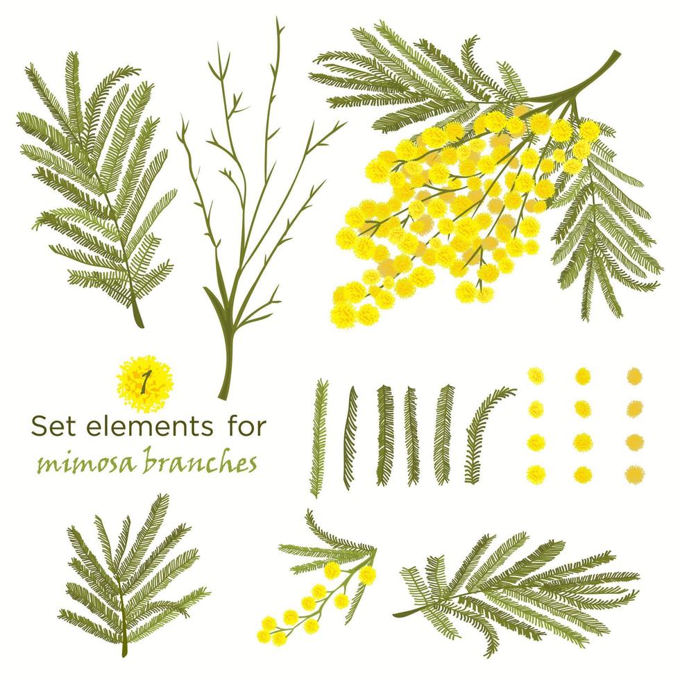 ensemble d'éléments dessinés à la main pour les branches de mimosa vecteur