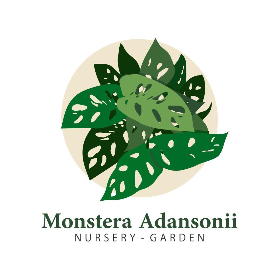 vecteur d'illustration de plante monstera andansonii