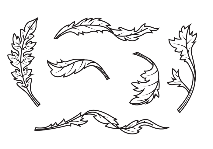 Vector Acanthus gratuit