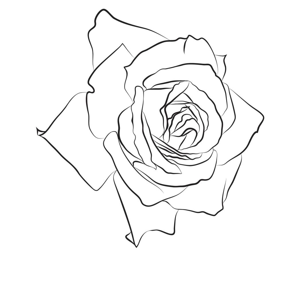 beau croquis dessiné à la main rose, contour noir isolé sur fond blanc. silhouette botanique de fleur vecteur