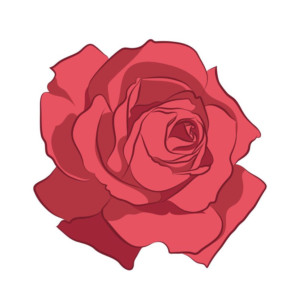 belle rose rose, isolée sur fond blanc. silhouette botanique de fleur. stylisation plate couleur vintage vecteur