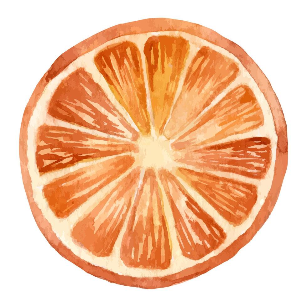 tranche d'orange peinte à la main à l'aquarelle. illustration d'agrumes tropicaux sur fond blanc isolé. croquis de pamplemousse vecteur