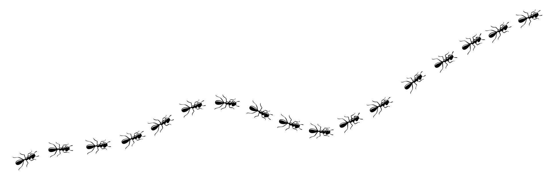 courbe du sentier des fourmis. chemin de fourmi isolé sur fond blanc. illustration vectorielle vecteur