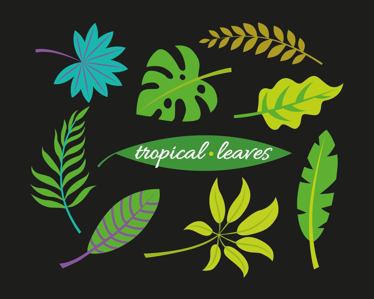 plantes tropicales. feuilles de monstera et de jungle de palmiers, feuillage exotique vert, collection décorative botanique nature. illustration vectorielle collection isolée ensemble de feuilles tropicales vecteur