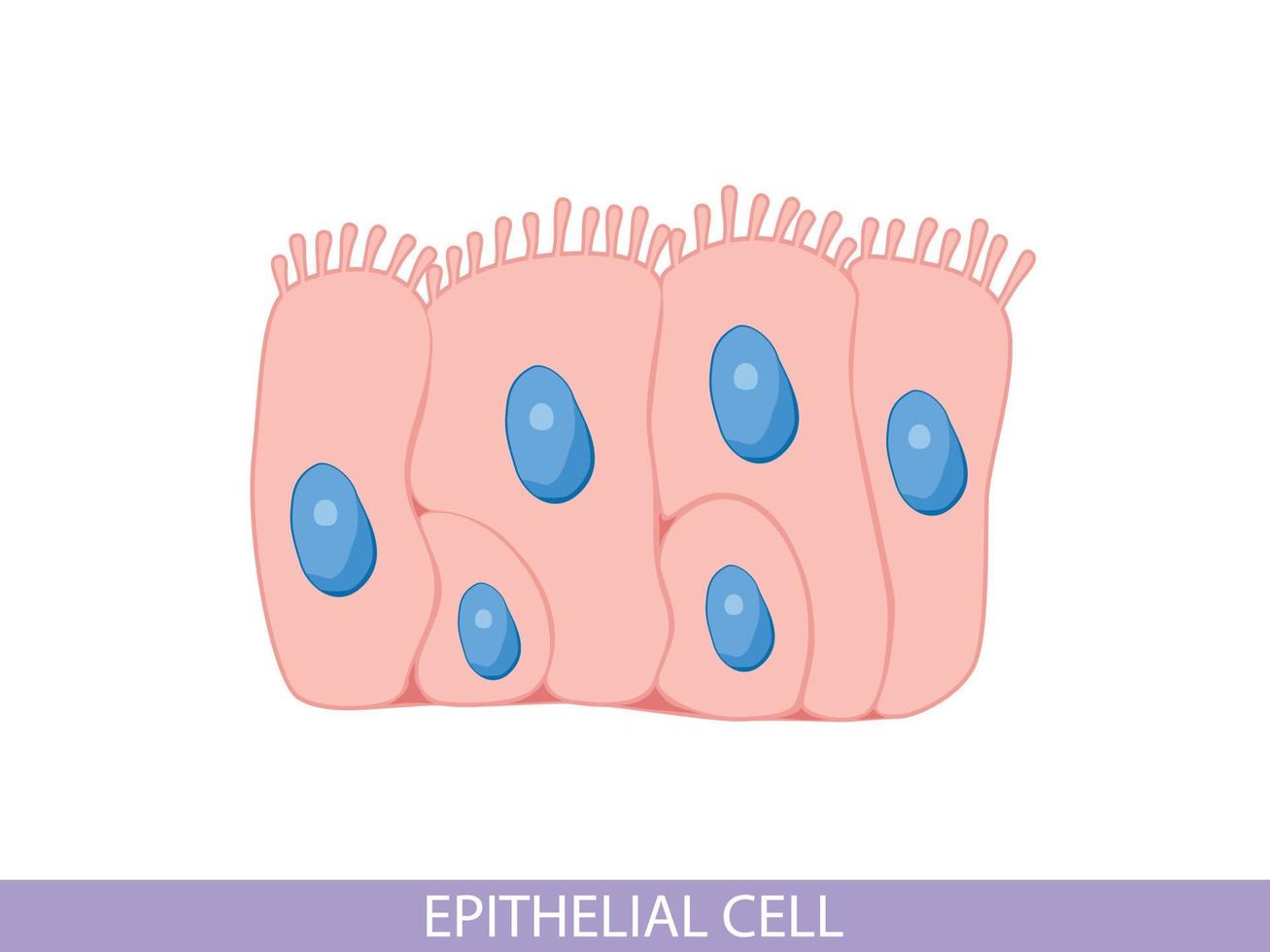 cellule épithéliale, science et biologie médicale. structure de la microbiologie vecteur