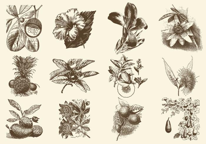 Illustration de fruits et de fleurs sépia vecteur
