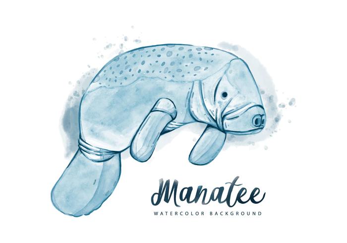 Fond d'aquarelle gratuit Manatee vecteur