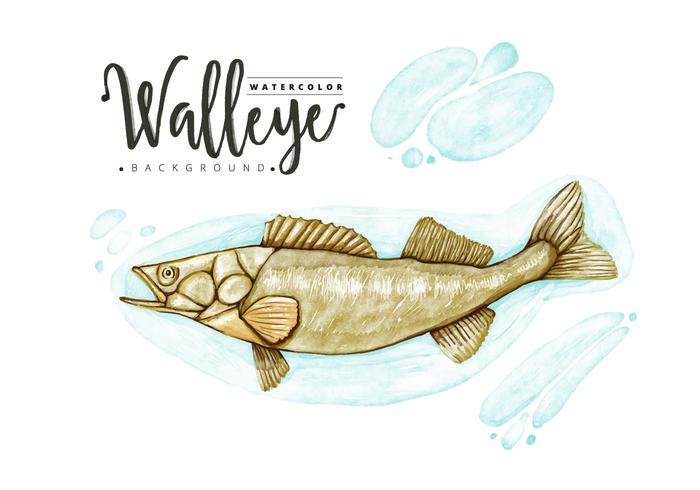 Fond de Walleye gratuit vecteur