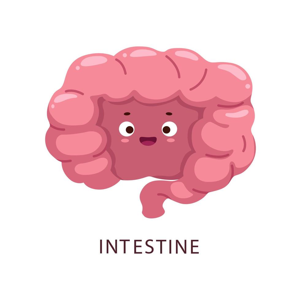 personnage d'organe du corps humain de l'intestin de dessin animé vecteur