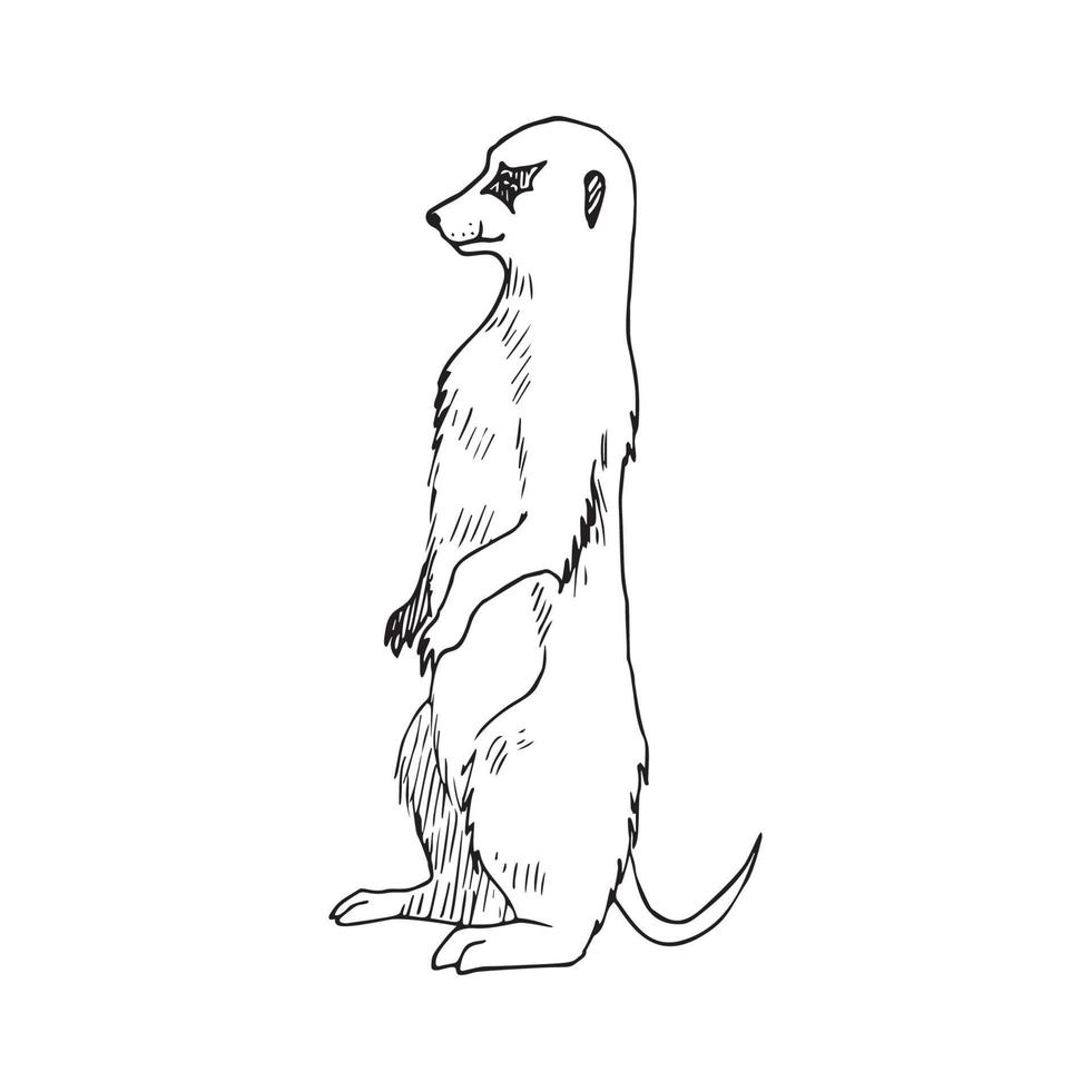 illustration dans le style d'encre art suricate vecteur