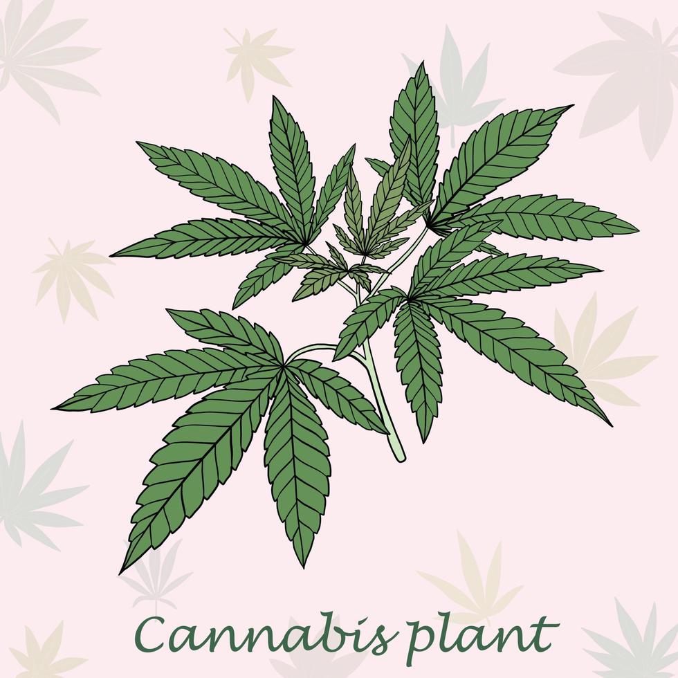 conception plate de dessin à main levée de plante de cannabis de simplicité. vecteur