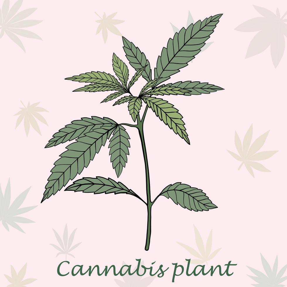 conception plate de dessin à main levée de plante de cannabis de simplicité. vecteur